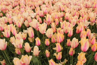 Close-up of pink tulips on field