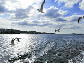 Seagulls flying over sea against sky