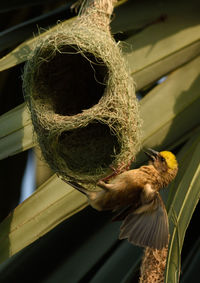 Close-up of bird perching on nest