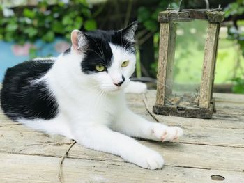 Black and white cat lying on an old table against a background of vines