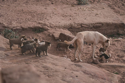 Dog and her puppies in petra