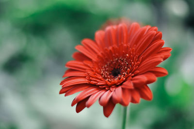 Close-up of red flower blooming outdoors