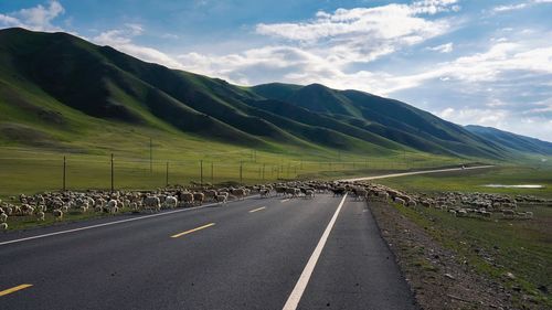 Flock of sheep walking on road against sky