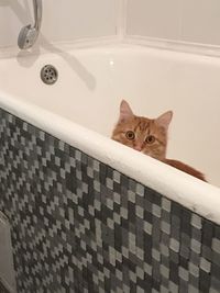 Portrait of a cat in the bathroom