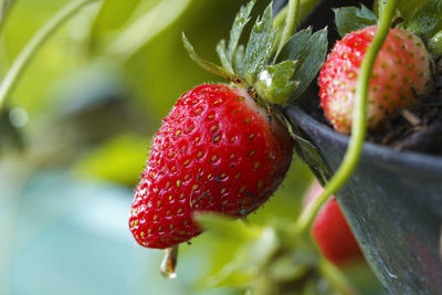 Close-up of strawberries