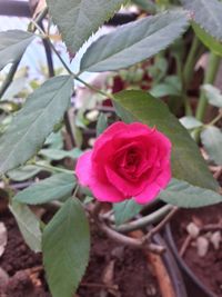 Close-up of pink rose