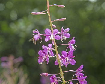 Close-up of pink flowering plant