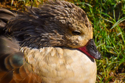 Close-up of a duck