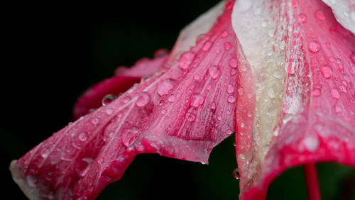 Close-up of raindrops on pink rose