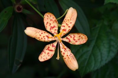 High angle view of flowering plant leaves