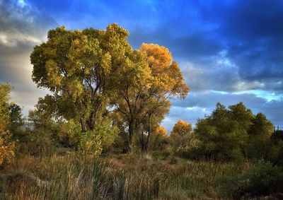 Low angle view of trees against cloudy sky