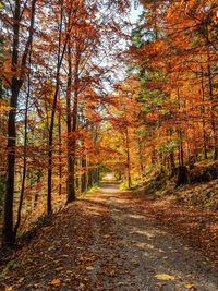 Footpath amidst trees in forest during autumn