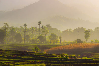 Morning view of farmer walking among fog and sunshine in north bengkulu