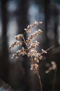 Close-up of flowering plant