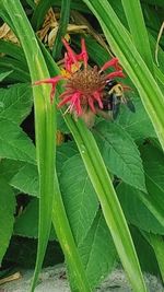 Close-up of butterfly on plant