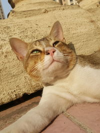 Close-up of cat sitting on sand