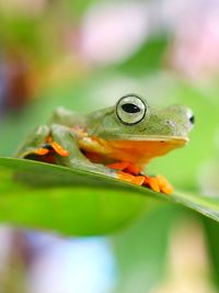 Close-up of frog on plant