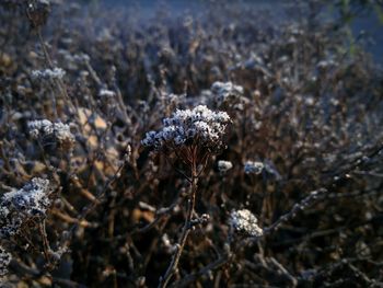 Close-up of plant against blurred background