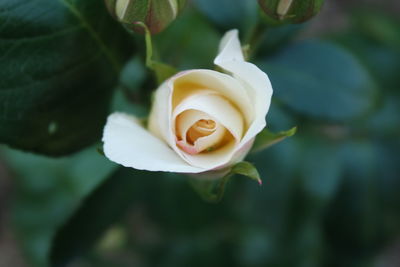 Close-up of rose growing outdoors