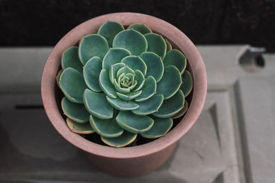 High angle view of succulent plant on table