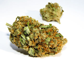 Close-up of plant against white background