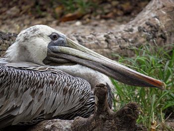 Close-up of a bird