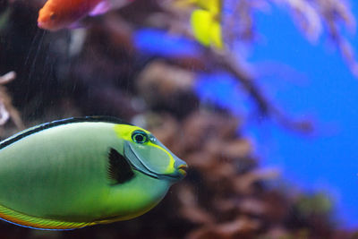 Close-up side view of fish underwater