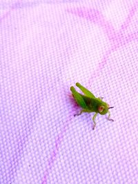 Close-up of insect on leaf