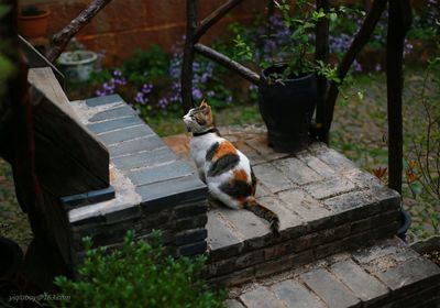 High angle view of cat sitting on steps in yard