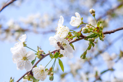 Close-up of white cherry blossoms in spring