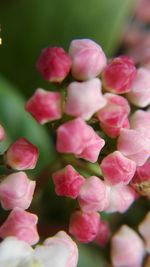 Close-up of pink flowers