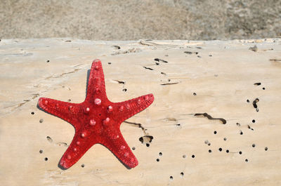 Close-up of red starfish on beach