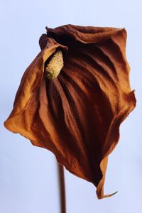 Close-up of dry flower against sky