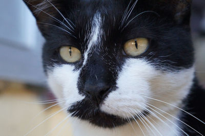 Close-up portrait of cat