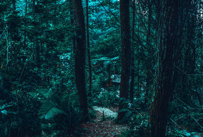 Trees in forest