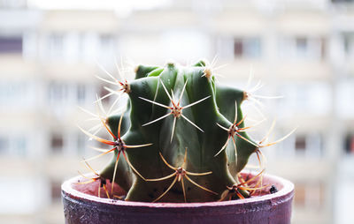 Close-up of cactus plant