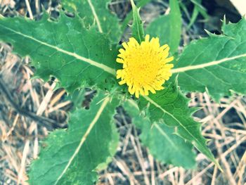 Close-up of yellow flowers