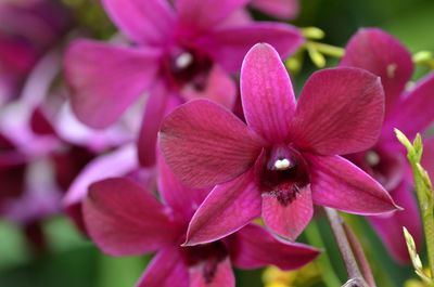 Close-up of pink flowers