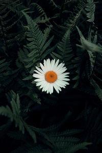 High angle view of white flowering plant