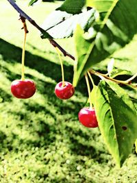 Close-up of red berries