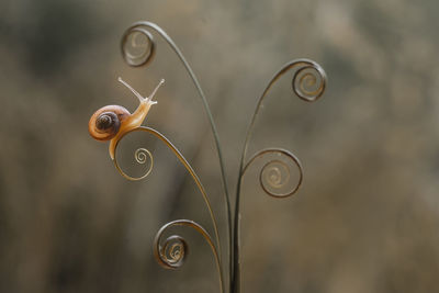 Close-up of snail on metal