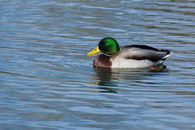 Duck swimming in a lake