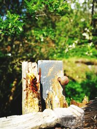 Close-up of wooden logs in forest