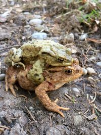 Close-up of frog on rock