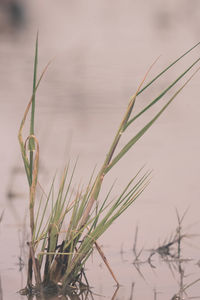 Close-up of plant