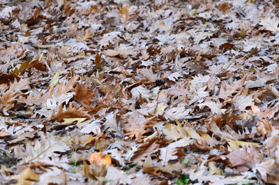 Full frame shot of dried autumn leaves on field