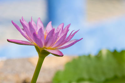 Close-up of pink lotus water lily blooming against sky