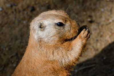 Close-up of an animal