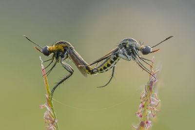 Close-up of damselfly on stem