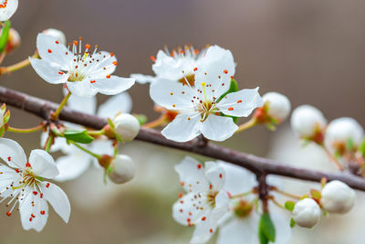 Close-up of cherry blossoms in spring